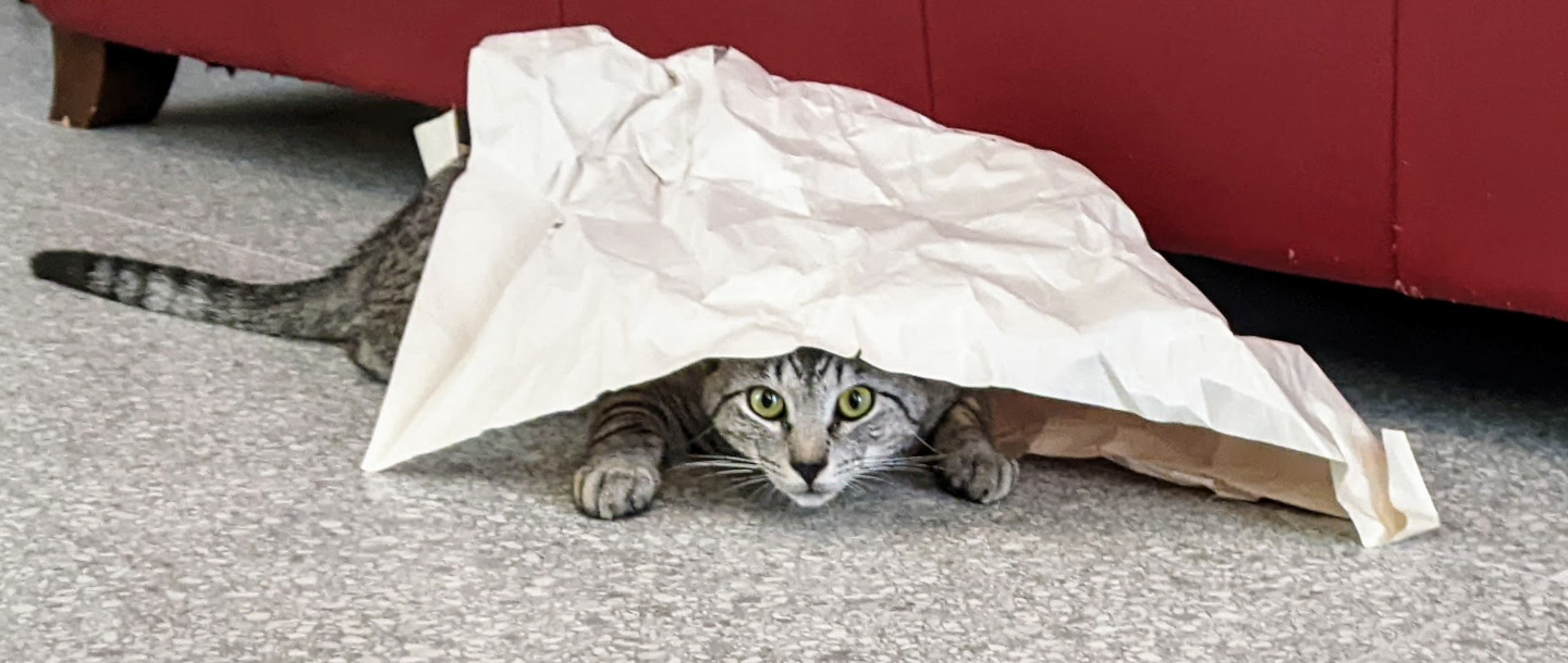 Grey tabby cat hiding under a sheet of newprint.